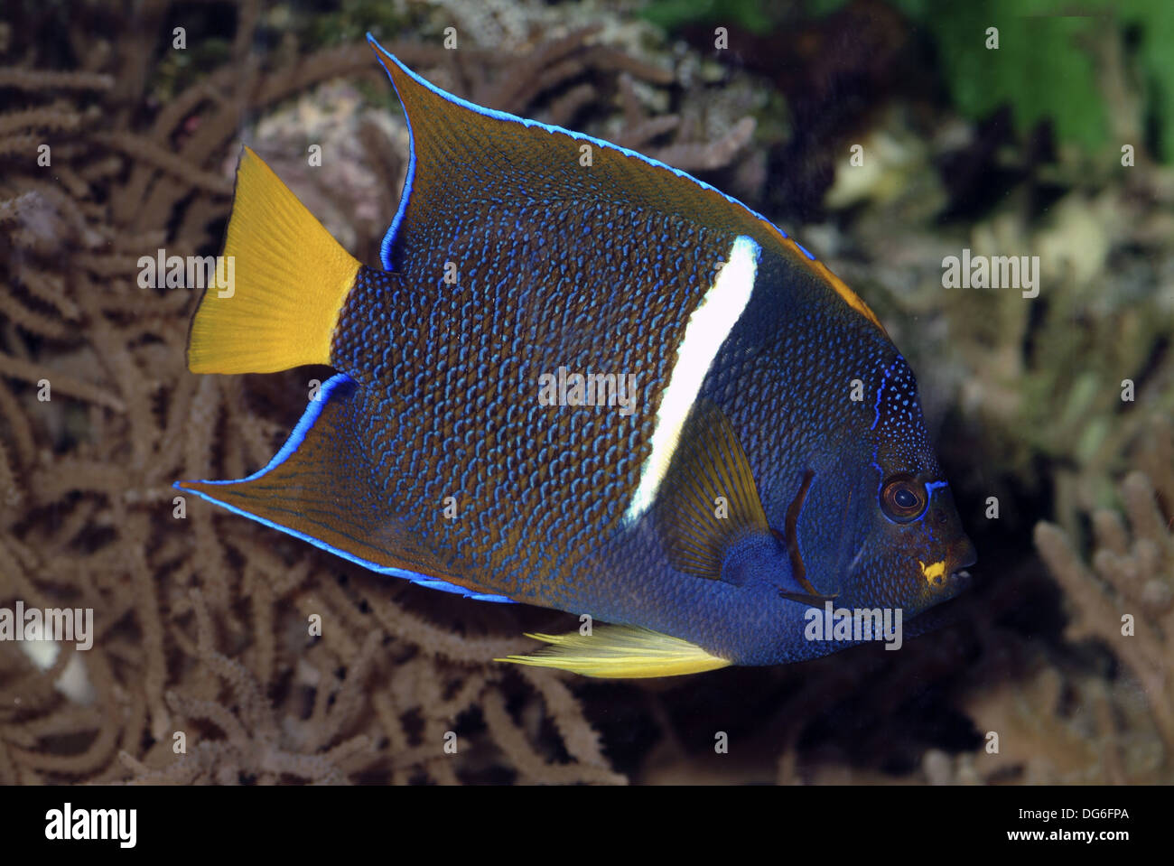 king angelfish, holacanthus passer Stock Photo