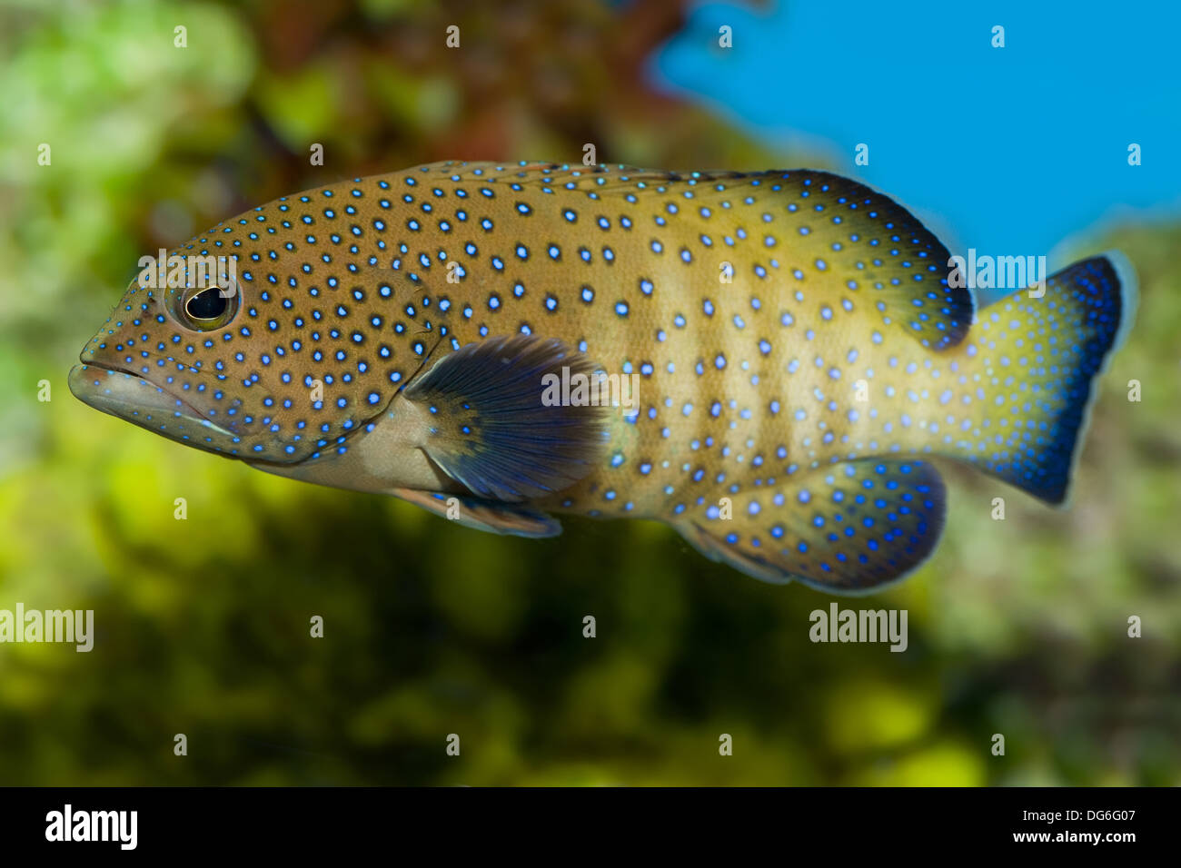 blue-spotted grouper, cephalopholis argus Stock Photo