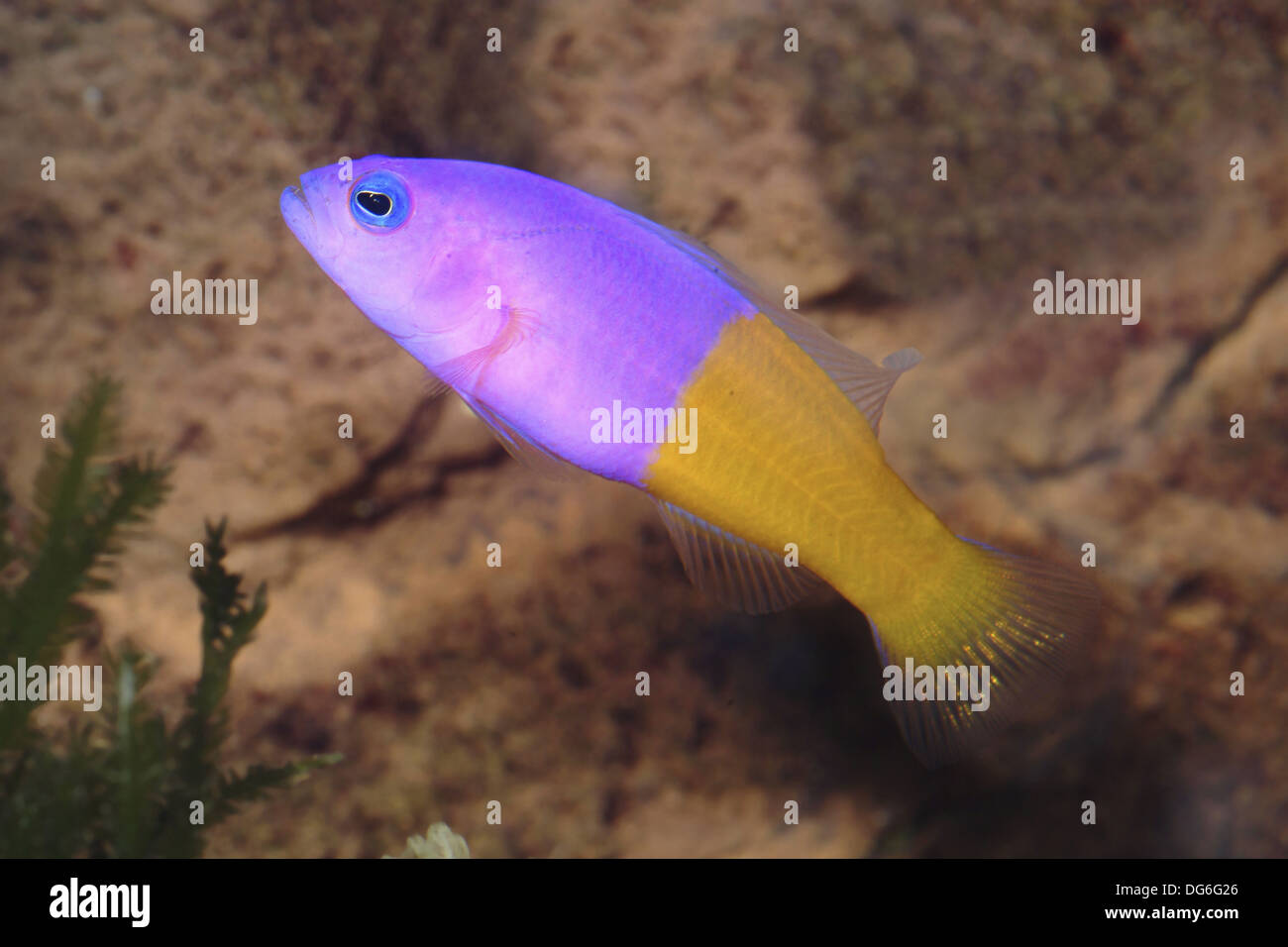 royal dottyback, pictichromis paccagnellae Stock Photo