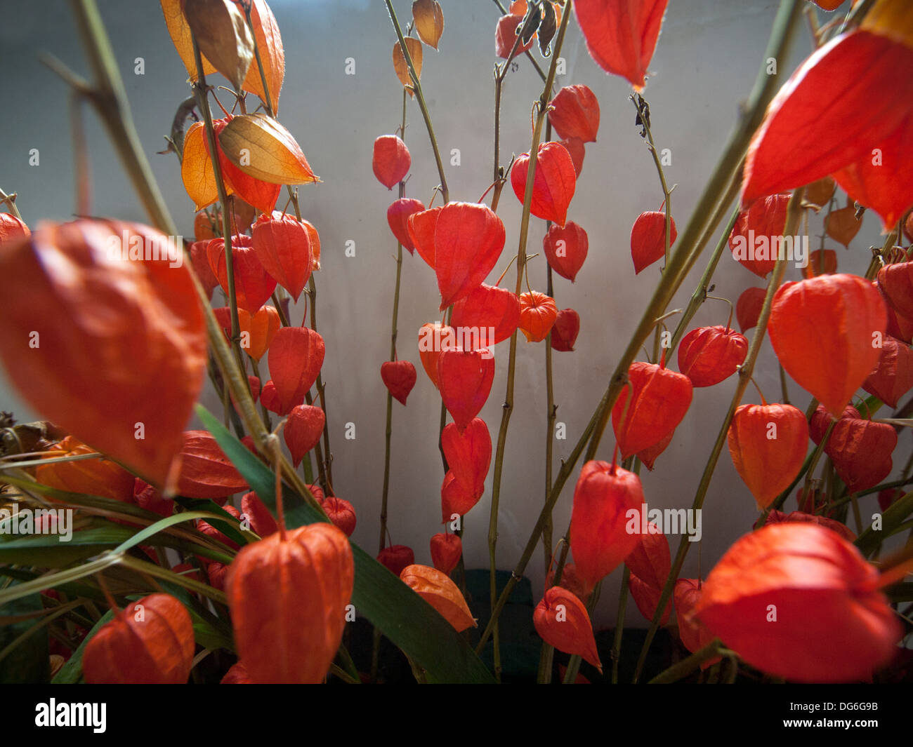 An arrangement of the flower, Chinese Lantern Stock Photo - Alamy
