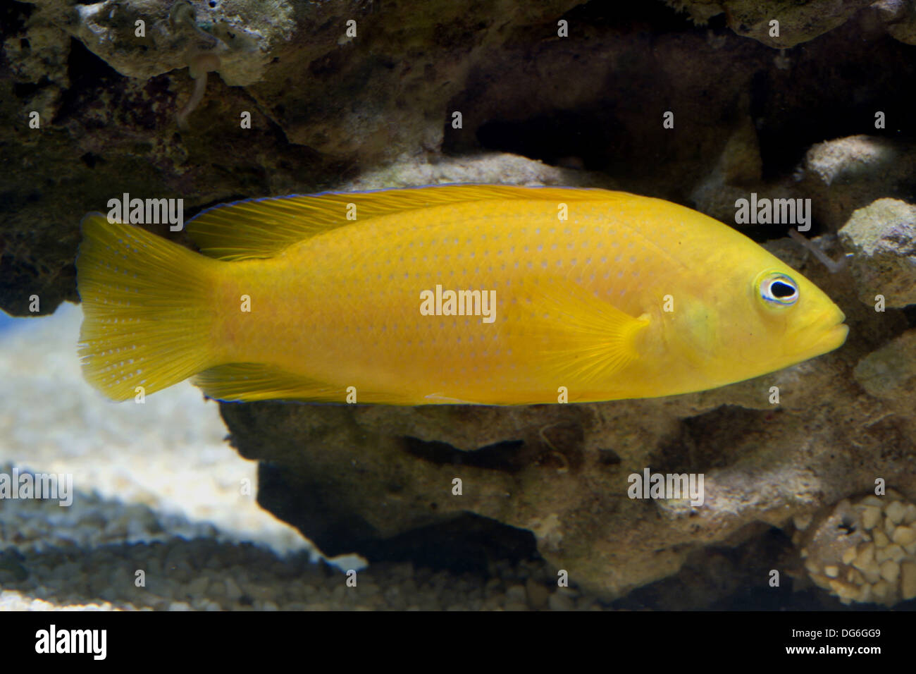 Dottyback fish hi-res stock photography and images - Alamy