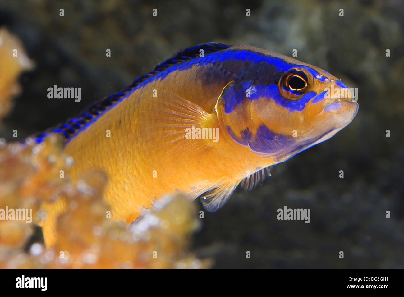 orange dottyback, pseudochromis aldabraensis Stock Photo