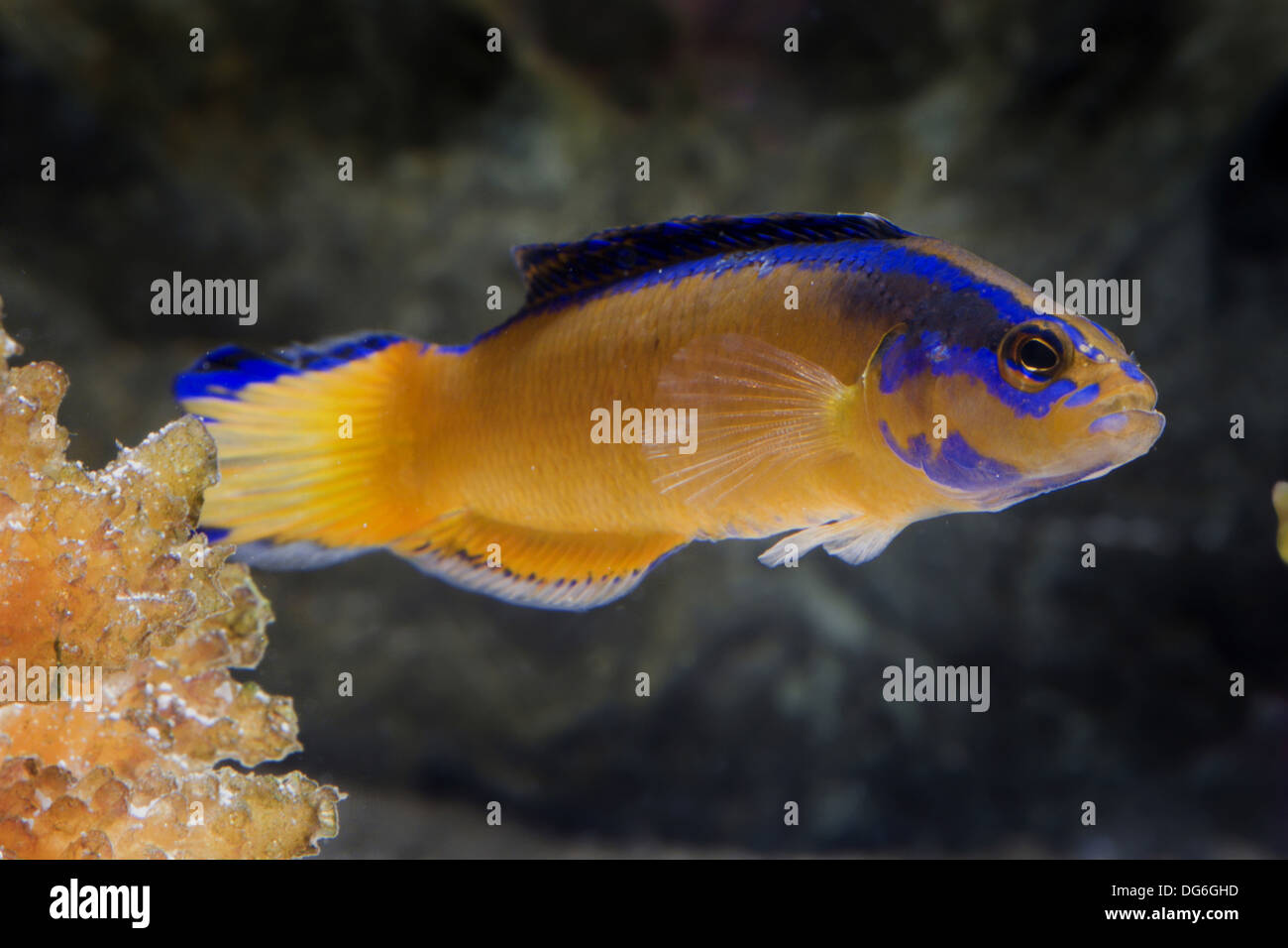 orange dottyback, pseudochromis aldabraensis Stock Photo