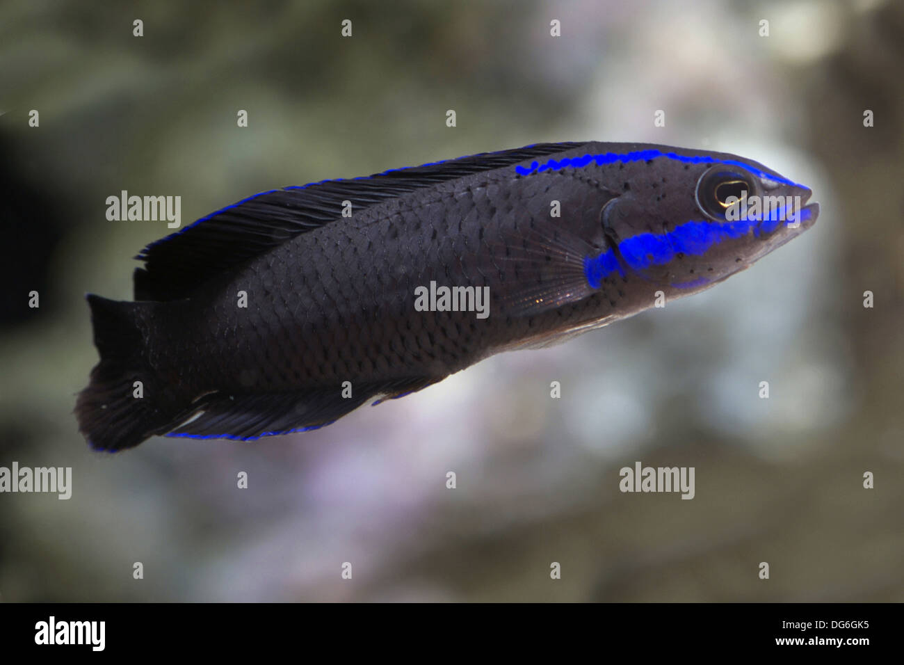 blue-striped dottyback, pseudochromis springeri Stock Photo
