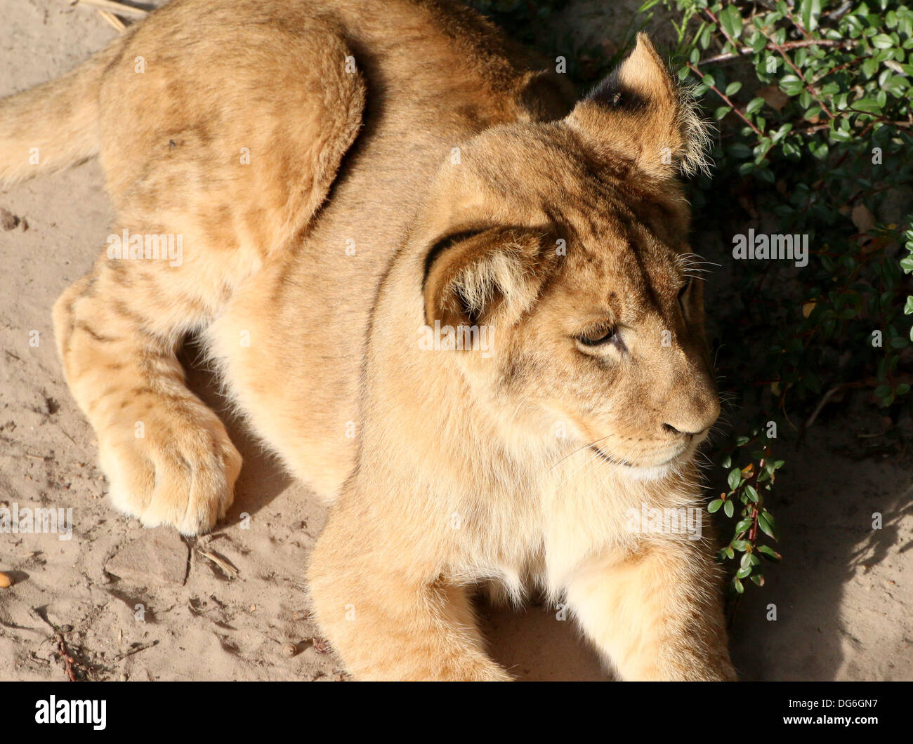 Close-up of the head of a mature lion (Panthera leo) in zoo setting Stock Photo
