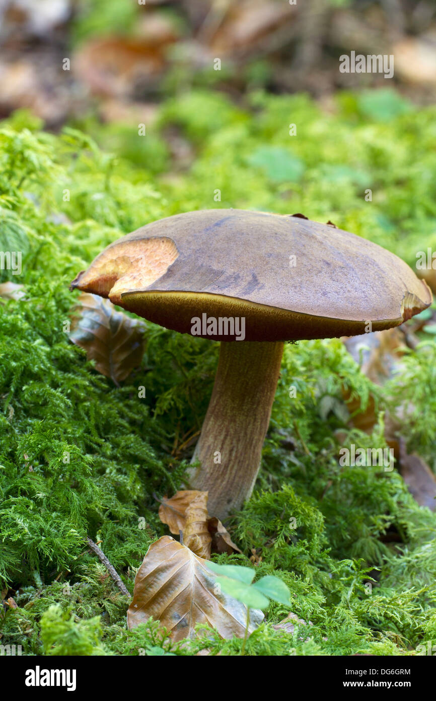 Red-cracked bolete (Boletus chrysenteron Stock Photo - Alamy