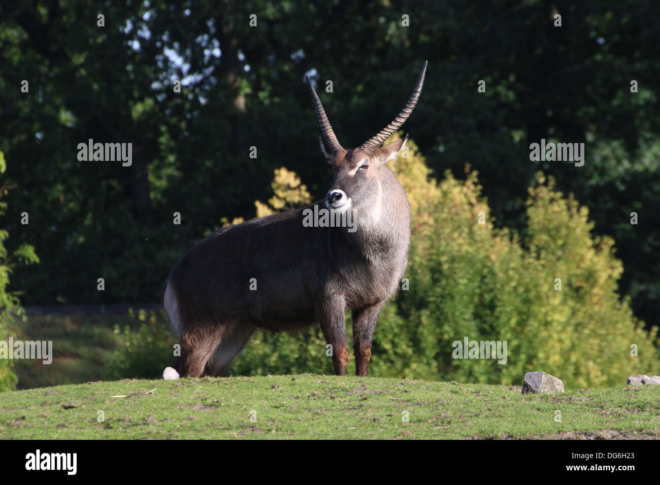 Male defassa waterbuck (Kobus ellipsiprymnus defassa) Stock Photo