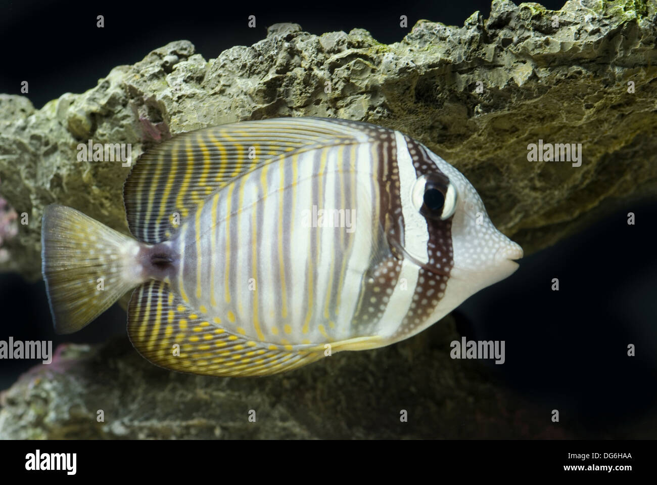desjardin's sailfin tang, zebrasoma desjardinii Stock Photo