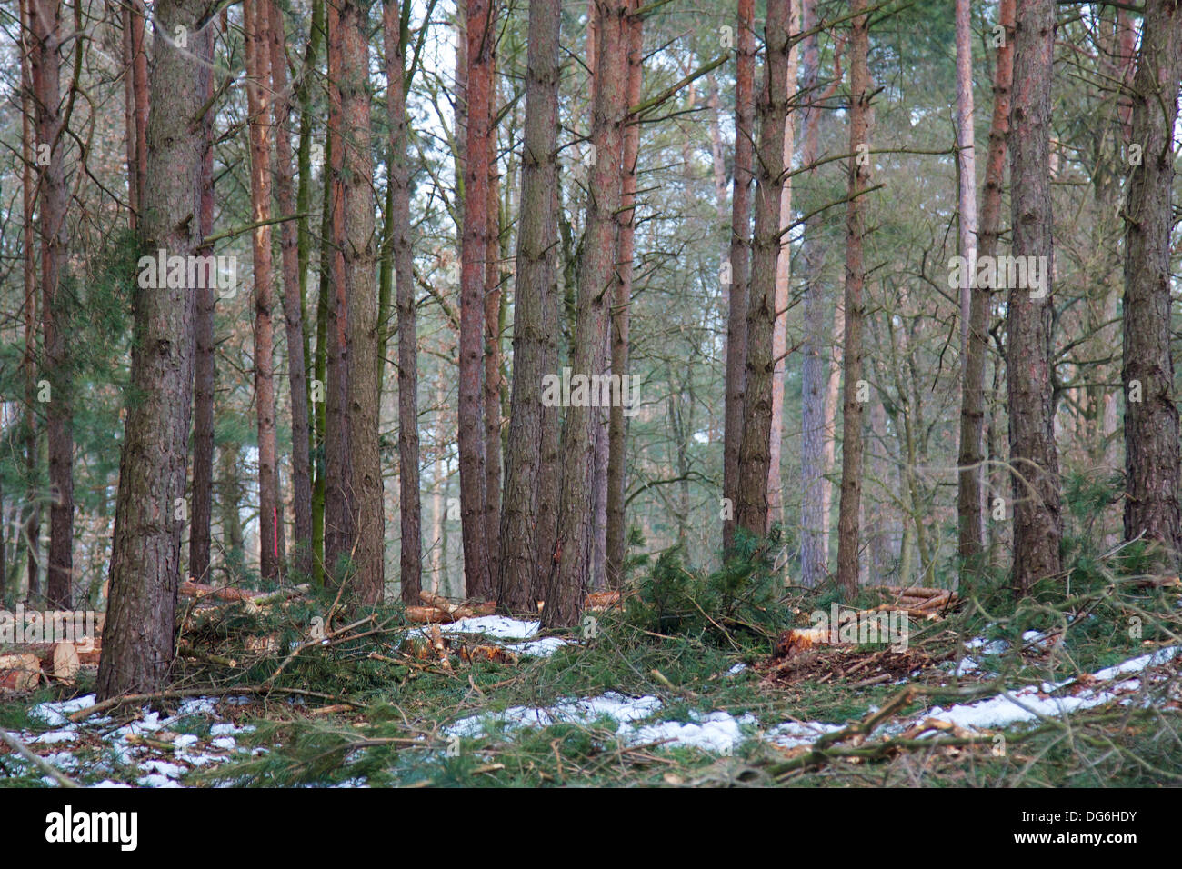 Pine forest winter background hi-res stock photography and images - Alamy
