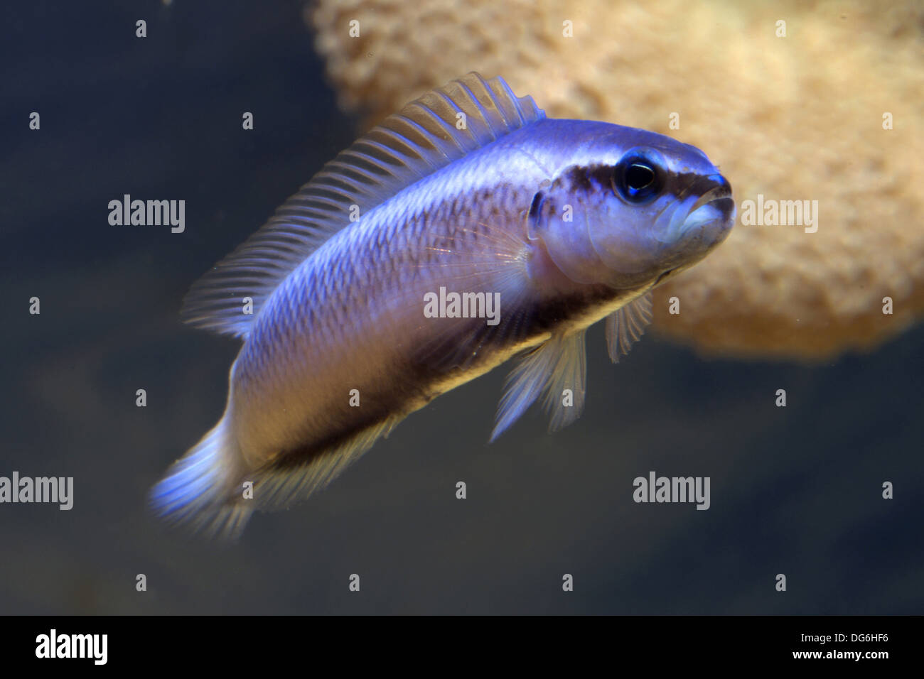 indigo dottyback, pseudochromis fridmani x sankeyi Stock Photo