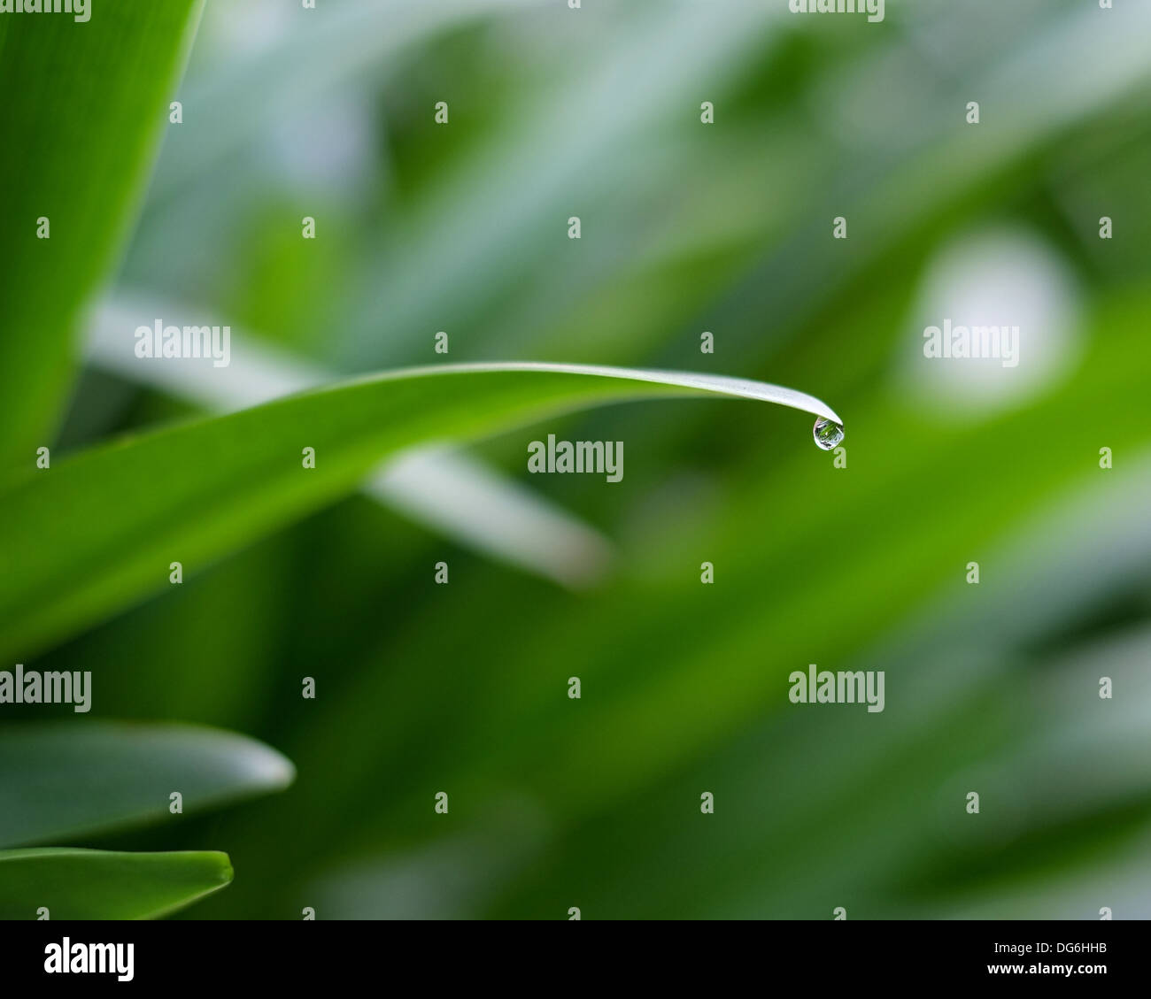 Water droplet on leaf Stock Photo - Alamy