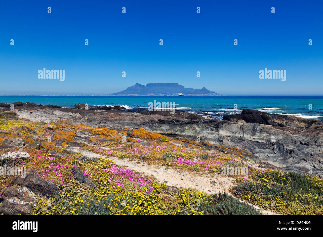 Cape Town, South Africa. Cape wild flowers growing along the coastline in Cape Town with Table