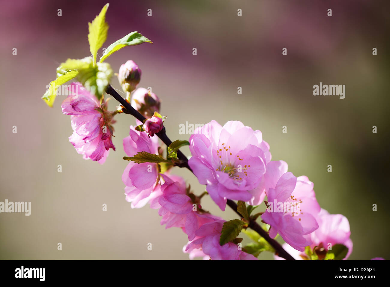 japanese cherry blossom, close up in high resolution 36mpx Stock Photo ...
