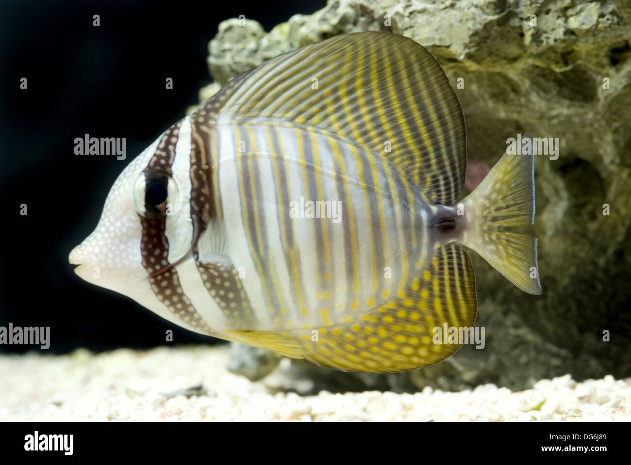 desjardin's sailfin tang, zebrasoma desjardinii Stock Photo