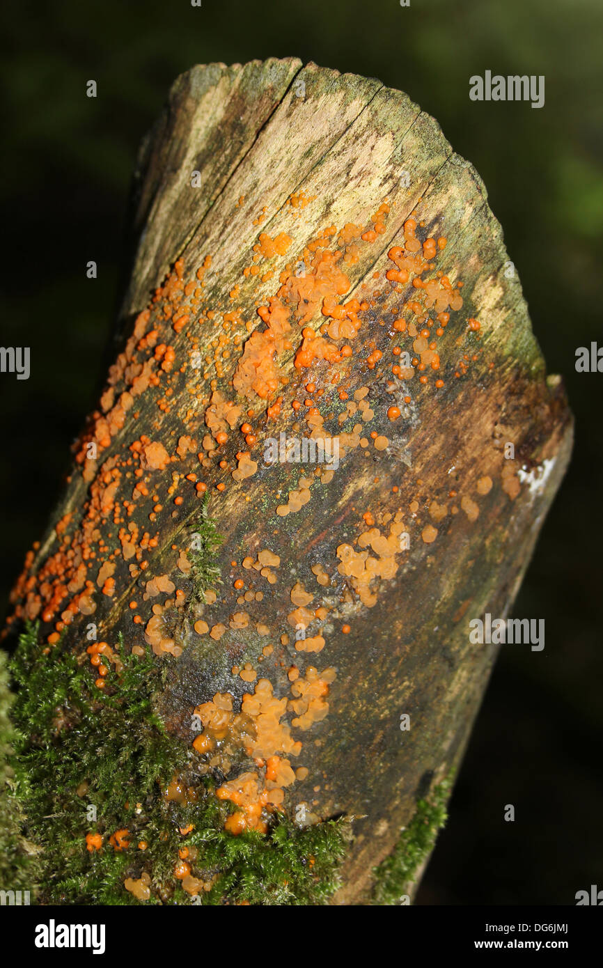 Common Jelly Spot Fungi Dacrymyces stillatus Stock Photo