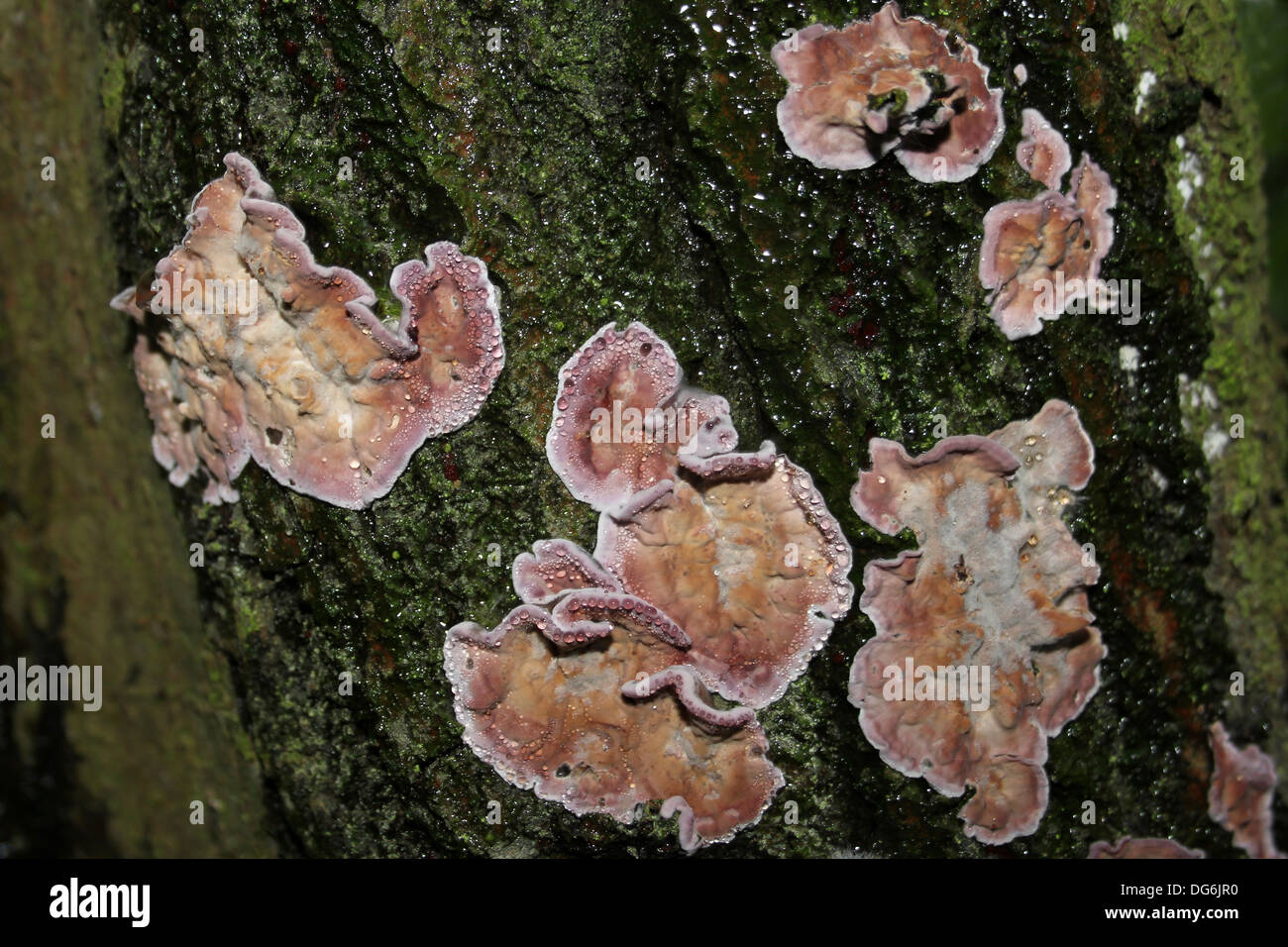 Silver Leaf Fungus Chondrostereum purpureum Stock Photo