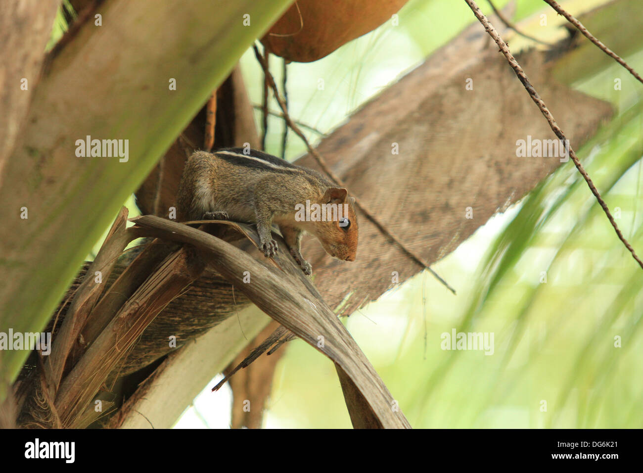 cute squirrel on coconut tree Stock Photo