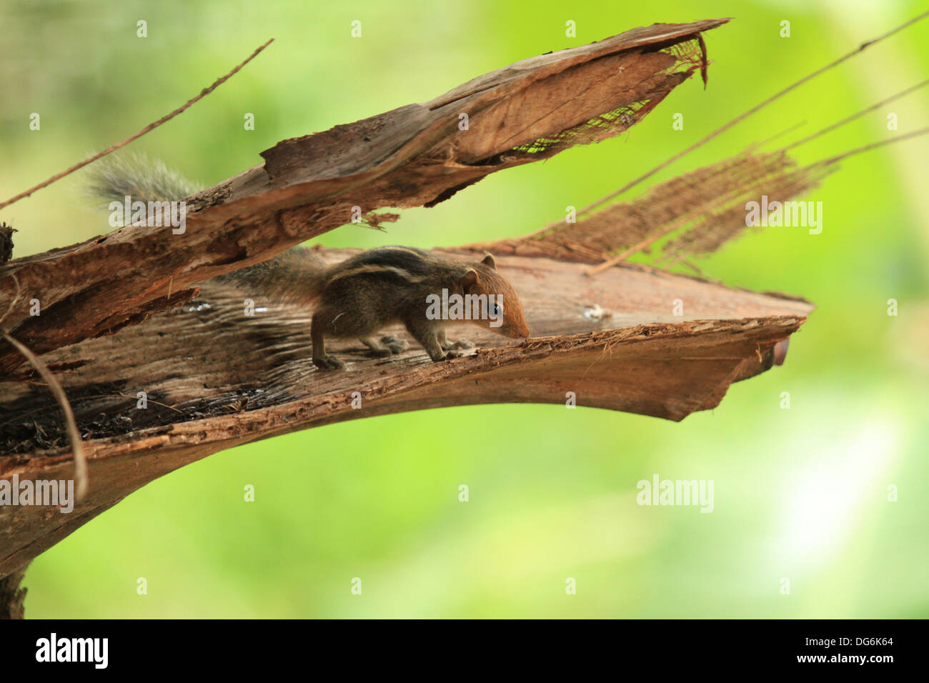 cute squirrel on coconut tree Stock Photo