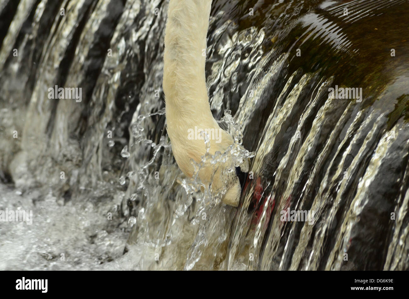 Swan feeding at a weir with head immersed under water Stock Photo