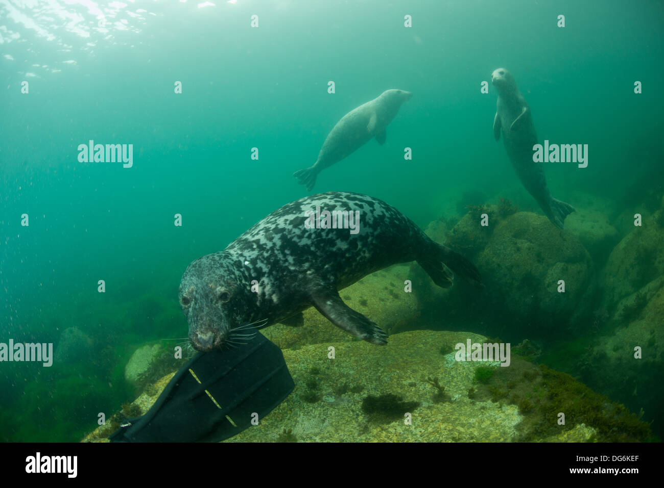 Grey seal plays with a divers fin. Stock Photo