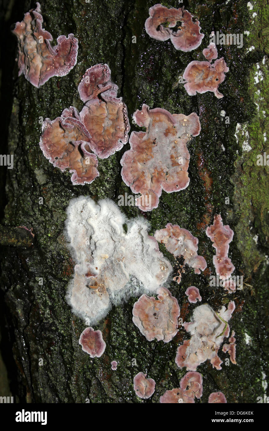 Silver Leaf Fungus Chondrostereum purpureum Stock Photo