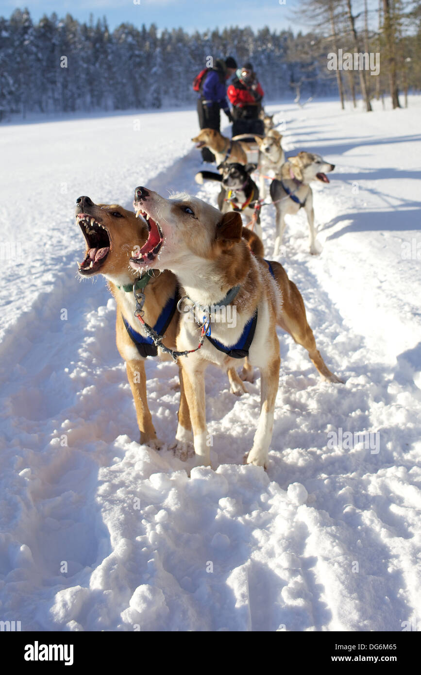 Huskies bark, pulling a dog sled near Ylläs, Finland. Stock Photo