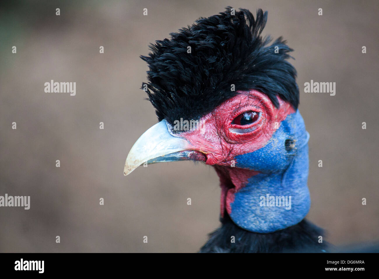Angry Bird Stock Photo