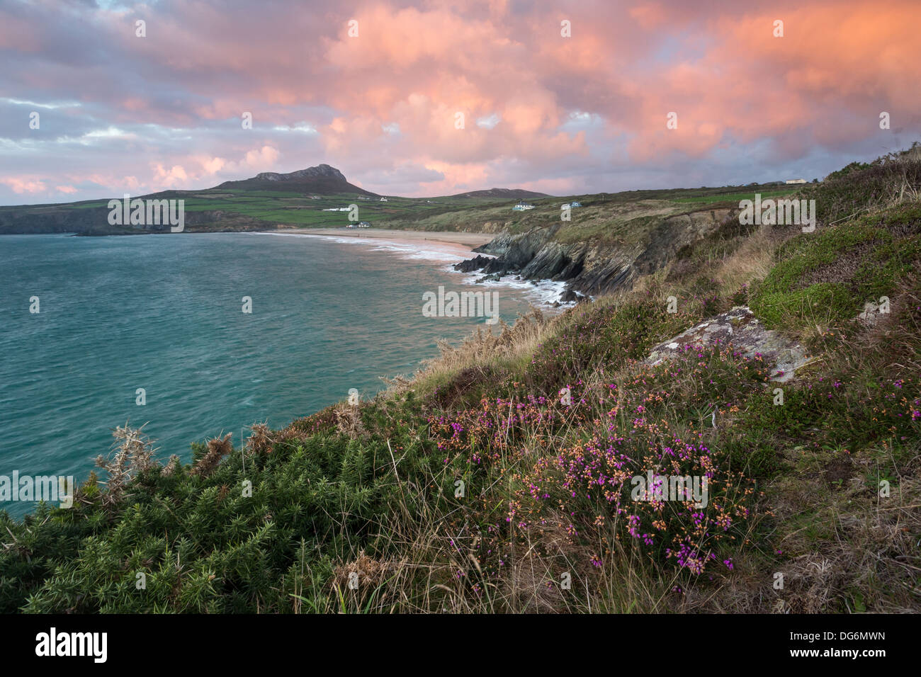 Whitesands Bay near St.Davids in Pembrokeshire on a wet and windy autumnal afternoon, heather in full bloom along the cliffs Stock Photo