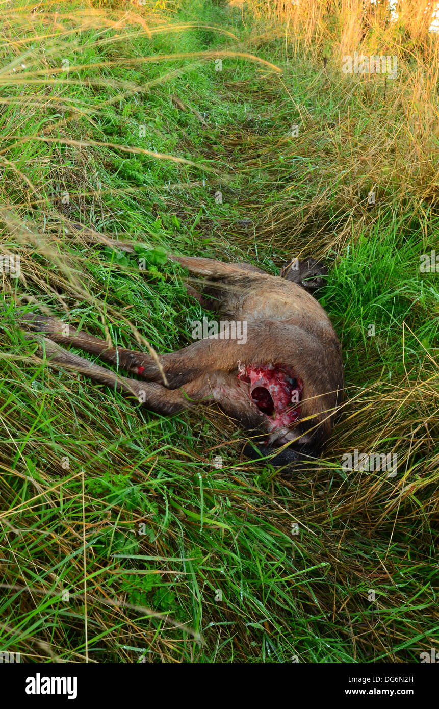 Fallow deer shot dead left at edge of farmers field Stock Photo