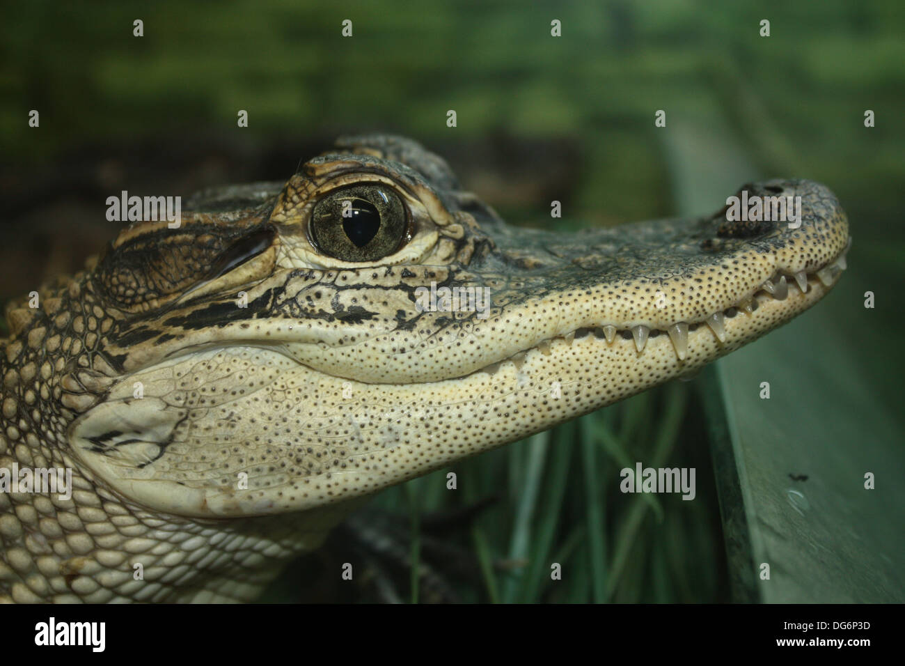 Baby alligator Stock Photo