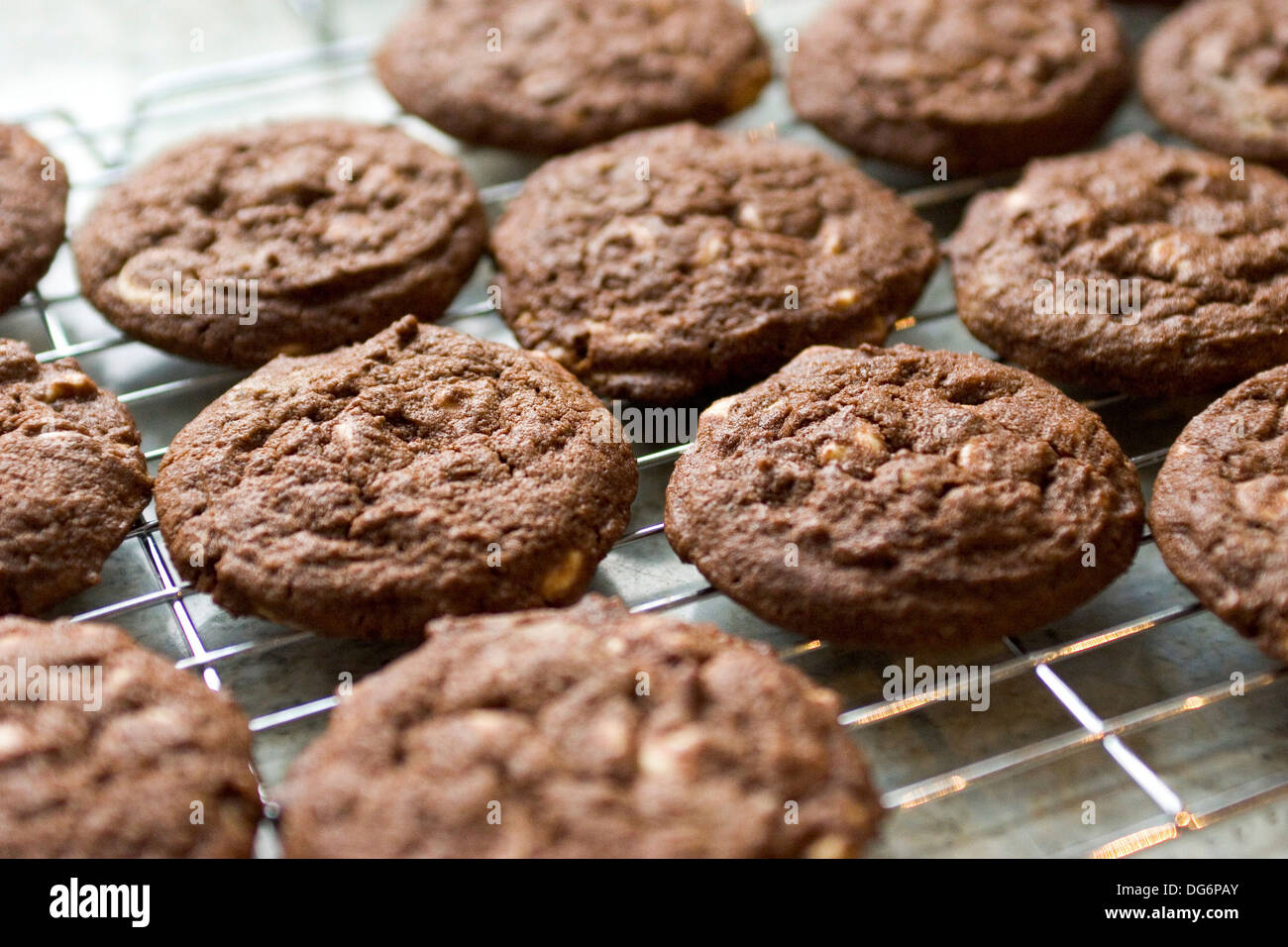 A cooling rack with freshly baked chocolate cookies cooling on it Stock