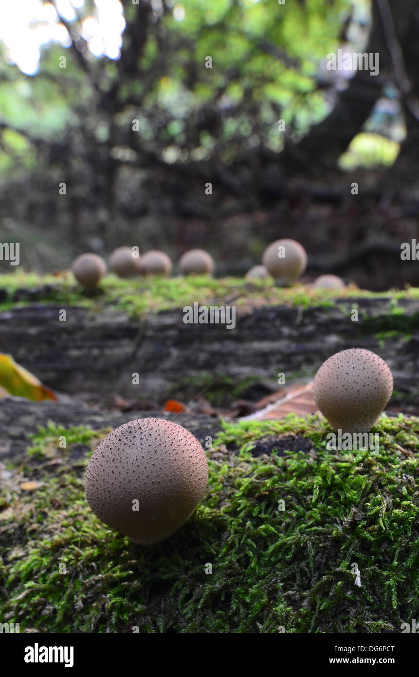 puffball mushrooms growing on fallen tree trunk in forest Stock Photo