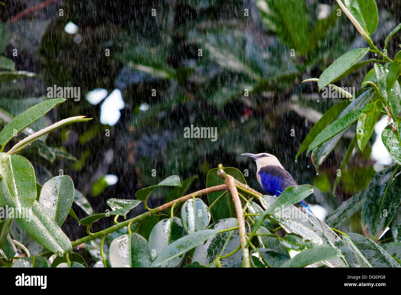 Blue Bellied Roller enjoys a rain shower, Coracias cyanogaster Stock Photo