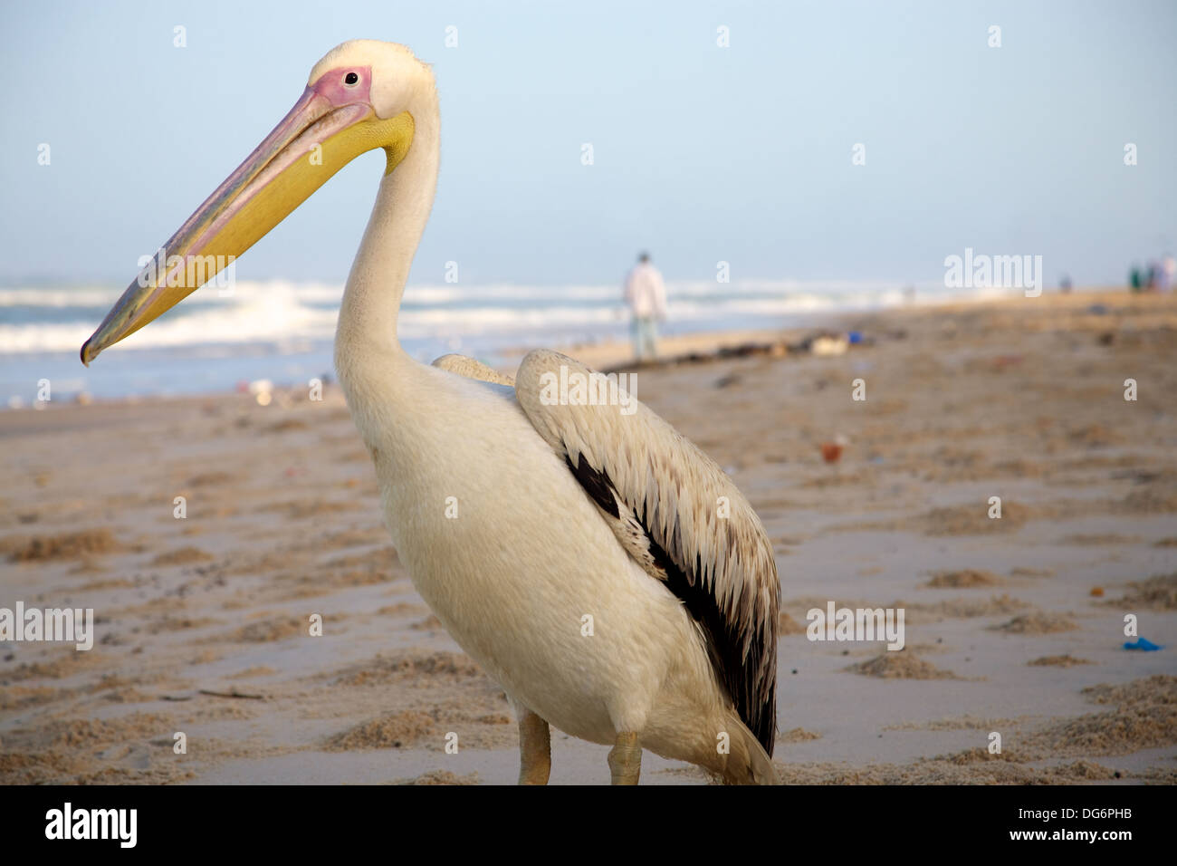 Pelican on the beach. Stock Photo