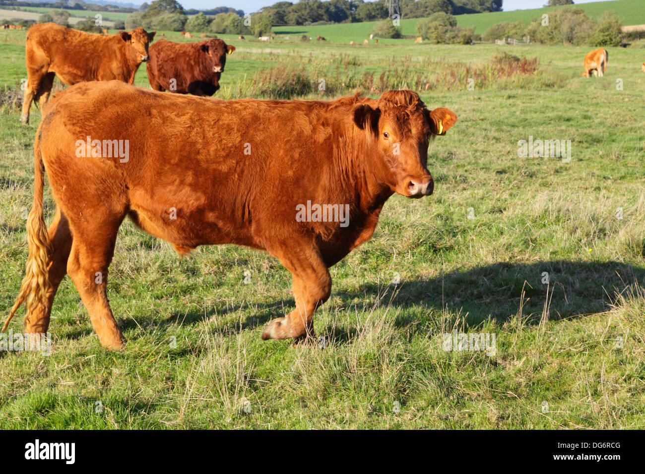 Young bull East Sussex England UK Stock Photo