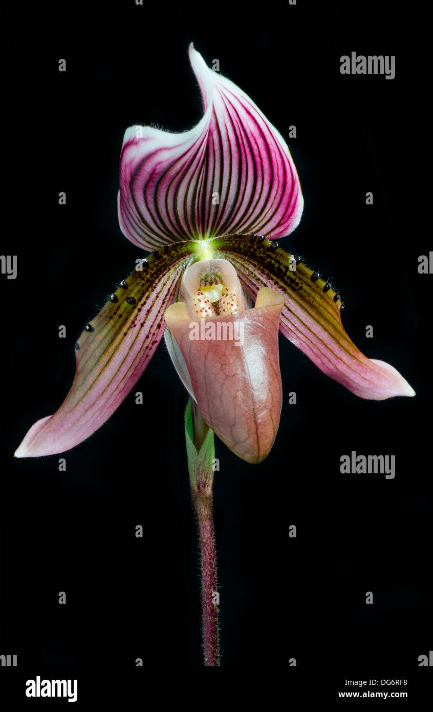 Flower of a Paphiopedilum Orchid Stock Photo