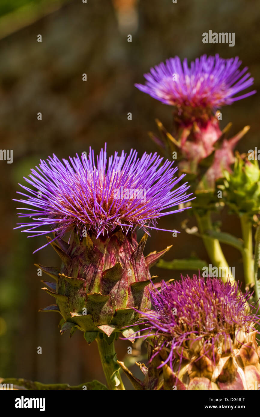 Two thistle flowers hi-res stock photography and images - Alamy