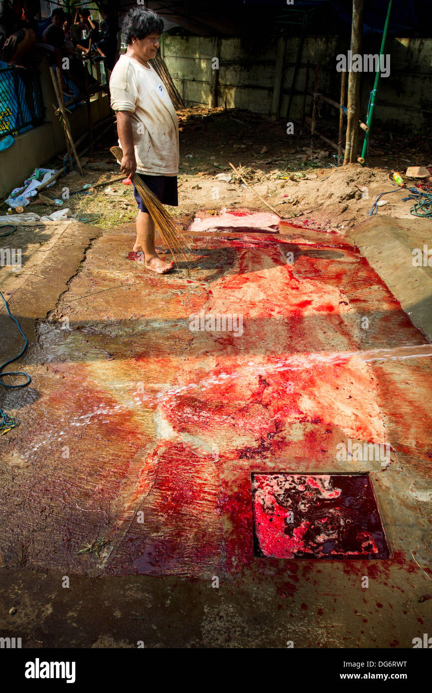 Serpong-Banten, Indonesia. 15th October 2013. After the slaughter. Muslims in Indonesia celebrate Iedul Adha by slaughtering cows or sheep to give to the poor.  Credit:  Donal Husni/Alamy Live News Stock Photo