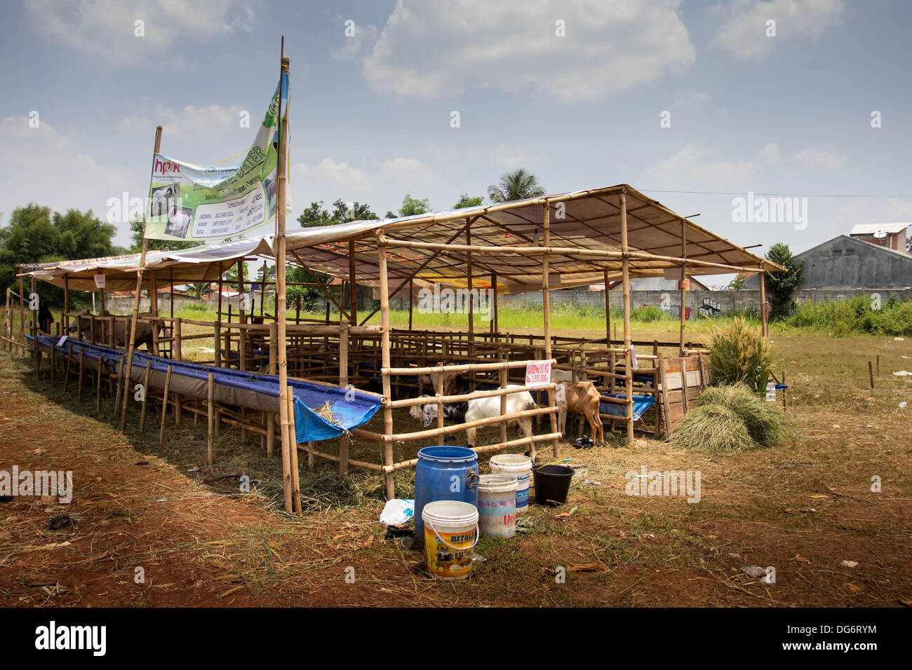 Serpong-Banten, Indonesia. 15th October 2013. Cow and Sheep Shop for people to buy in order to gave it to the poors. Muslims in Indonesia celebrate Iedul Adha by slaughtering cows or sheep to give to the poor.  Credit:  Donal Husni/Alamy Live News Stock Photo