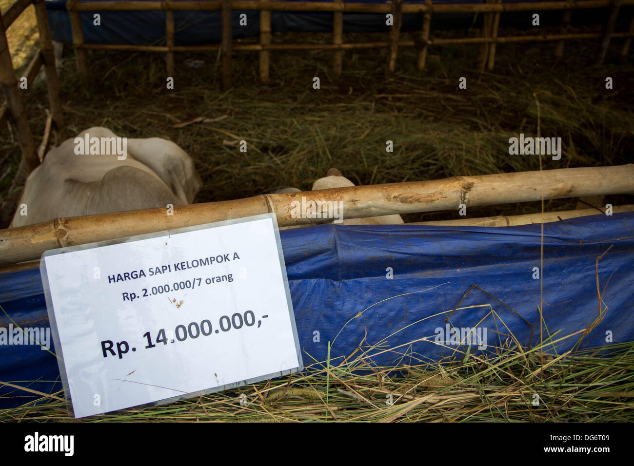 Serpong-Banten, Indonesia. 15th October 2013. A Cow price arround USD1000, at the cow and sheep shop. Muslims in Indonesia celebrate Iedul Adha by slaughtering cows or sheep to give to the poor.  Credit:  Donal Husni/Alamy Live News Stock Photo