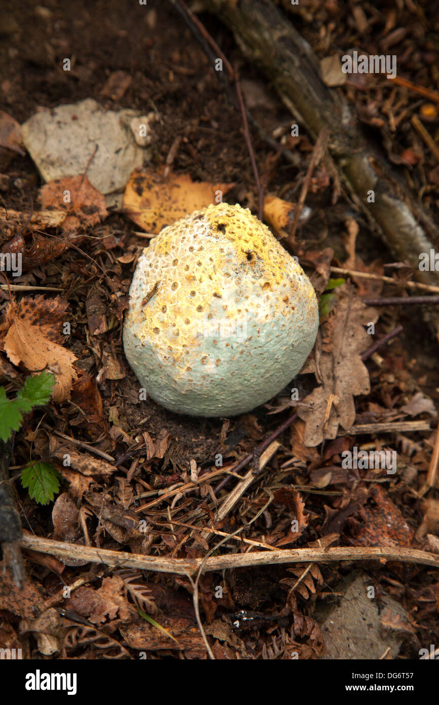 Bovista plumbea fungus paltry puffball Stock Photo