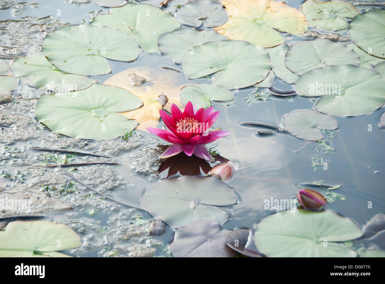 Red water lily flowers Stock Photo