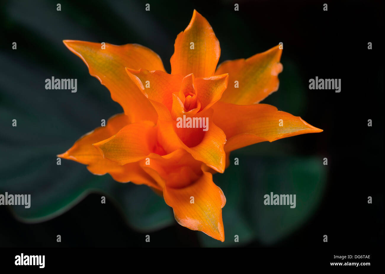Calathea Crocata flower Stock Photo