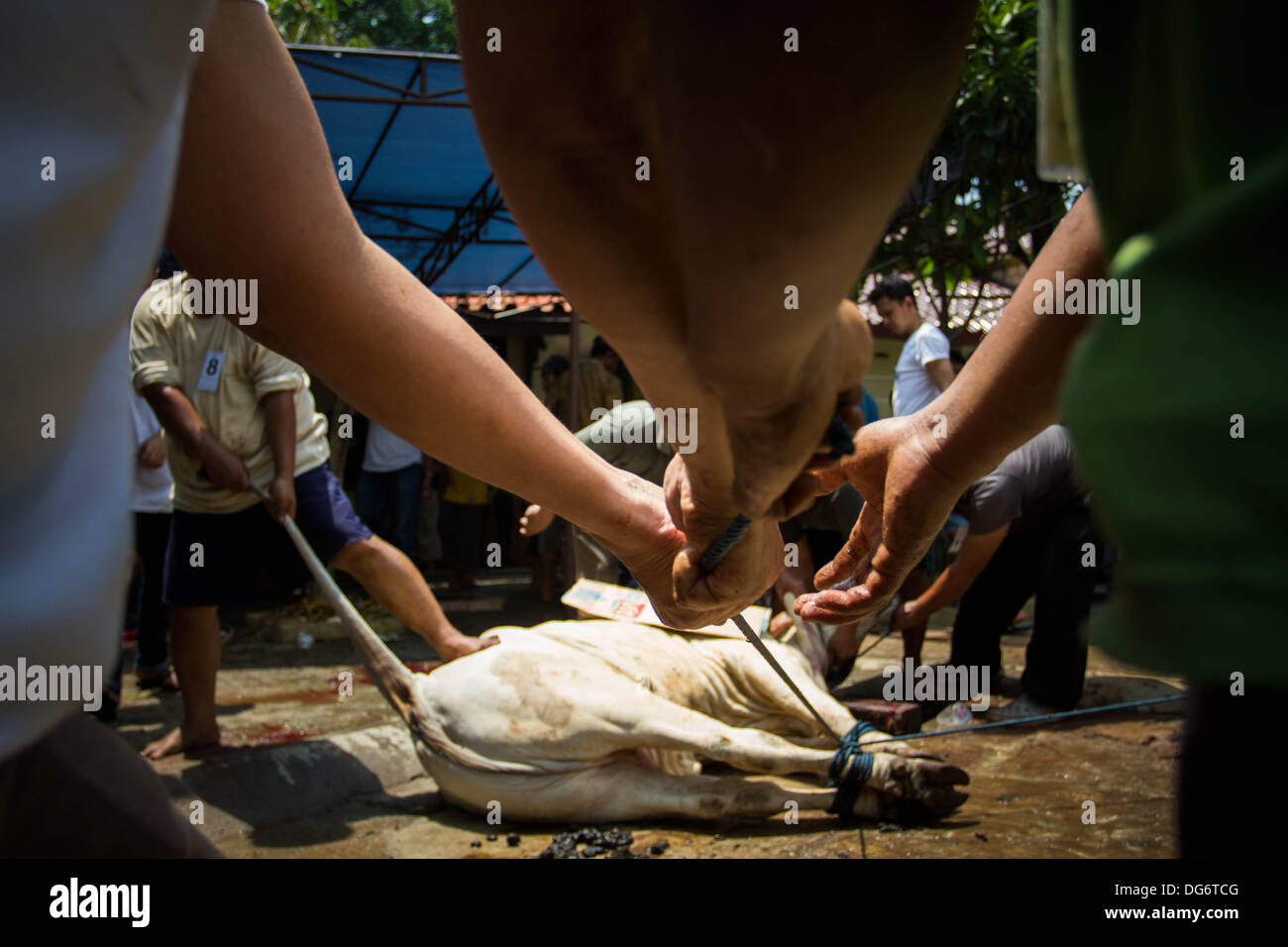 Serpong-Banten, Indonesia. 15th October 2013. A cow was roped tight before slaughtered. Muslims in Indonesia celebrate Iedul Adha by slaughtering cows or sheep to give to the poor.  Credit:  Donal Husni/Alamy Live News Stock Photo