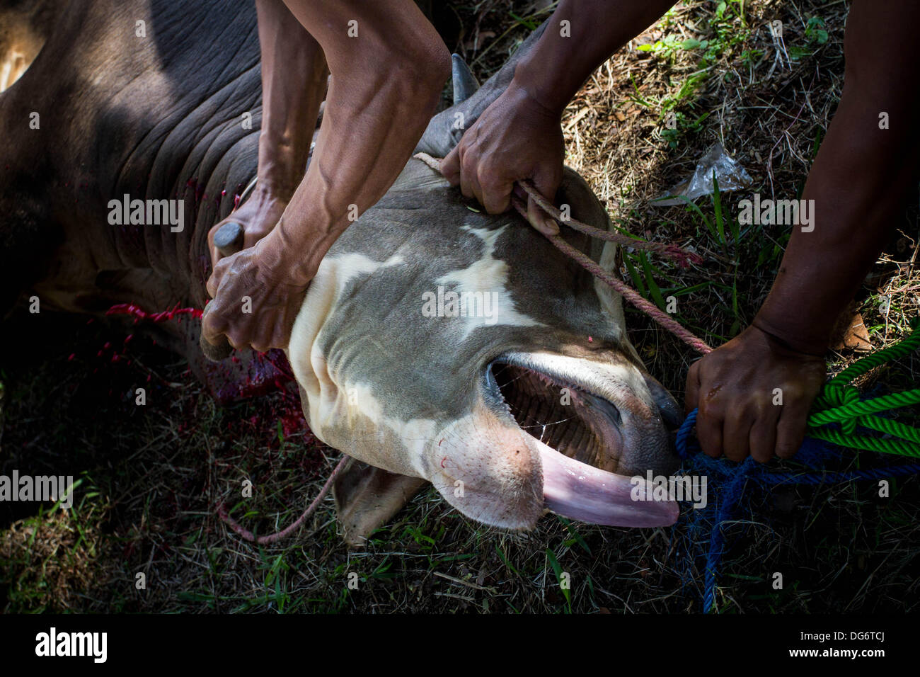Serpong-Banten, Indonesia. 15th October 2013. A Cow slit on the throat. Muslims in Indonesia celebrate Iedul Adha by slaughtering cows or sheep to give to the poor.  Credit:  Donal Husni/Alamy Live News Stock Photo