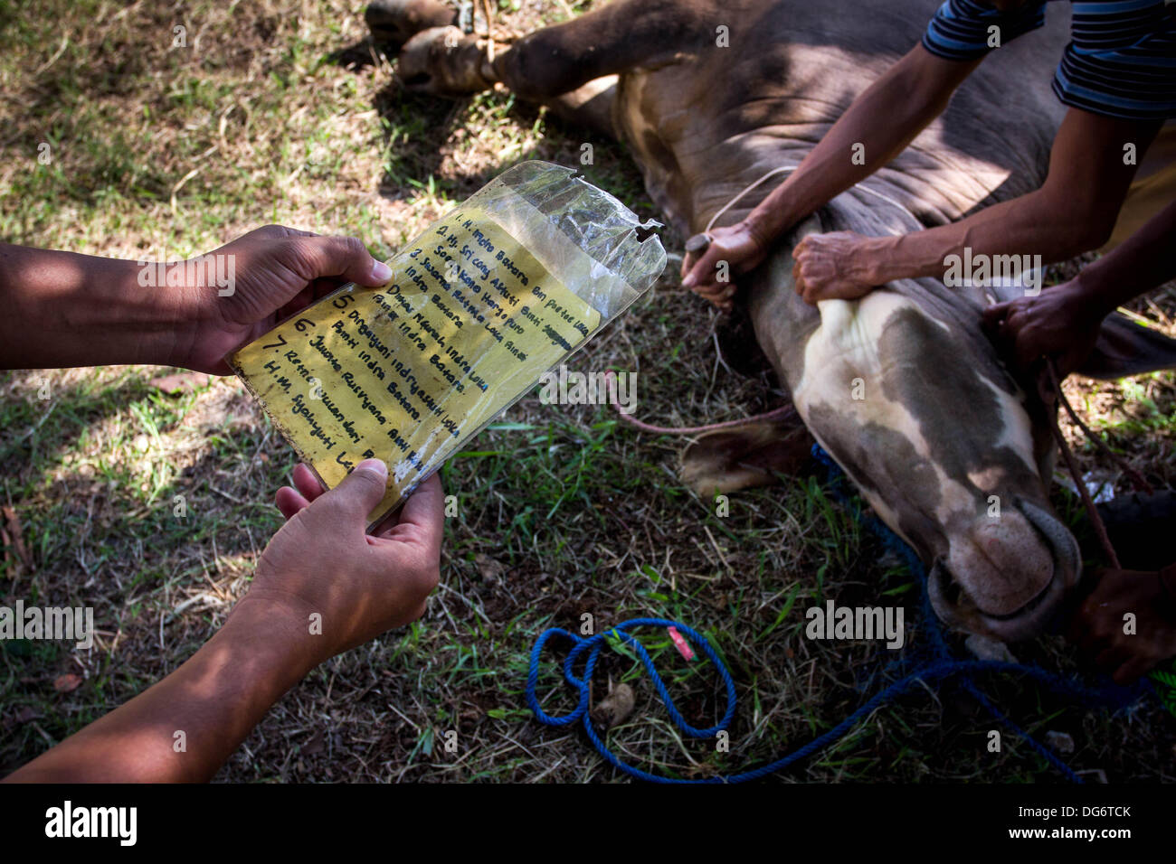 Serpong-Banten, Indonesia. 15th October 2013. Before slaughtered, event organizer announce the owner of the cow. Muslims in Indonesia celebrate Iedul Adha by slaughtering cows or sheep to give to the poor.  Credit:  Donal Husni/Alamy Live News Stock Photo