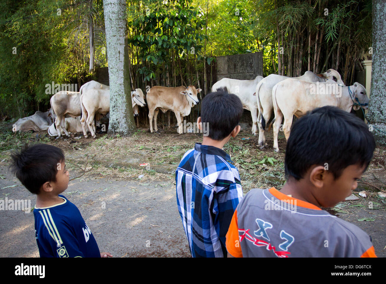 Serpong-Banten, Indonesia. 15th October 2013. Children watching cows that ready for slaughter. Muslims in Indonesia celebrate Iedul Adha by slaughtering cows or sheep to give to the poor.  Credit:  Donal Husni/Alamy Live News Stock Photo