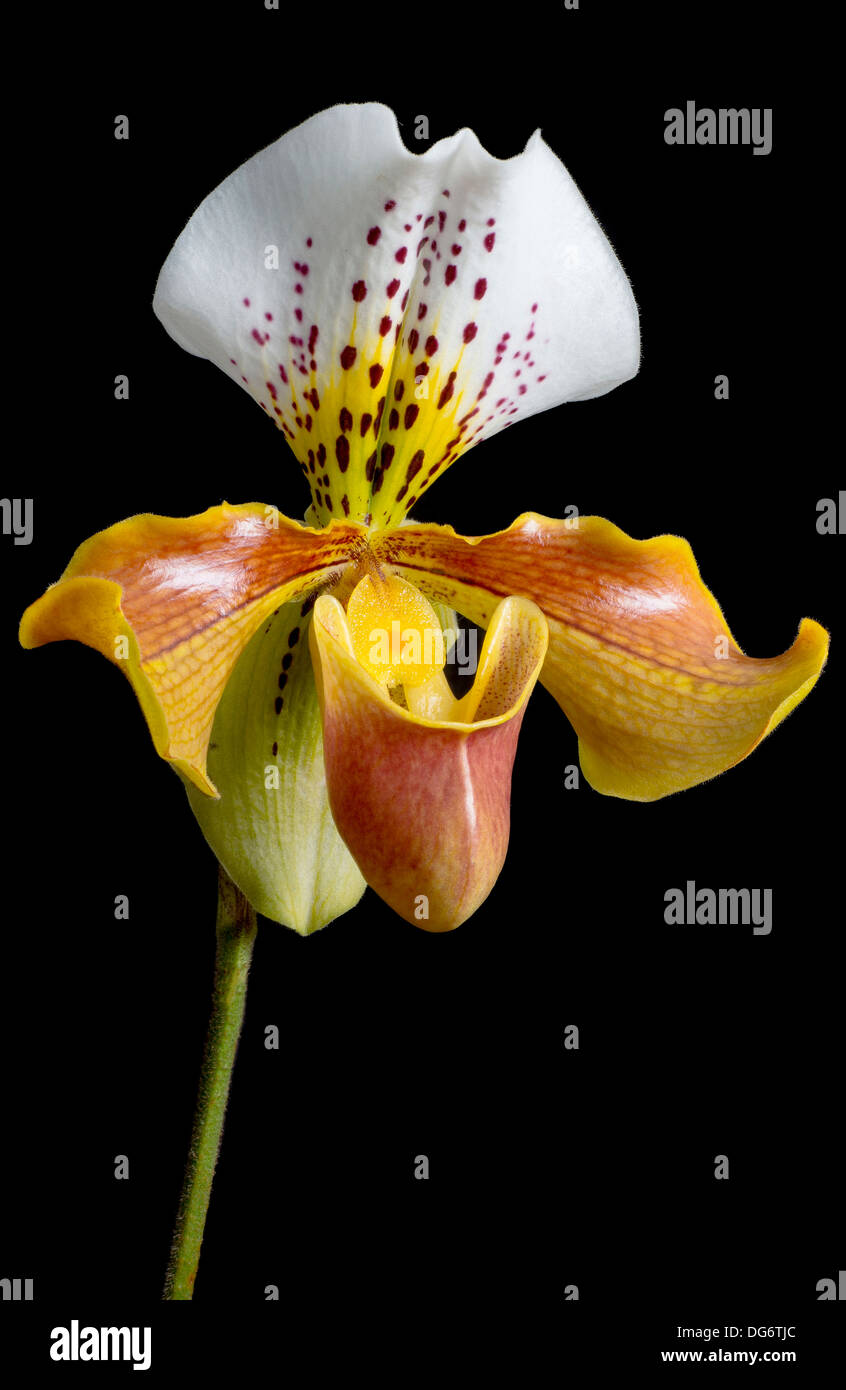Flower of a Paphiopedilum Orchid Stock Photo
