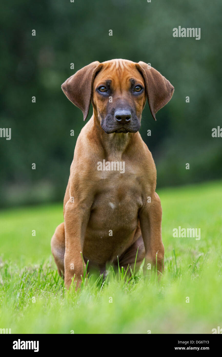 Rhodesian Ridgeback / African Lion Hound (Canis lupus familiaris) pup sitting on lawn in garden Stock Photo