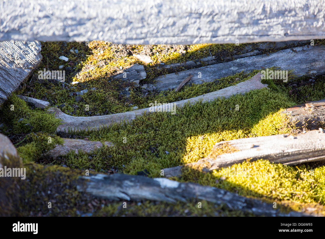 Frost heave ice crystals lifting out of soil during heavy frost, National  Park, New Zealand (NZ). Stock photo from New Zealand (NZ). Photos and Stock  Photography by Rob Suisted